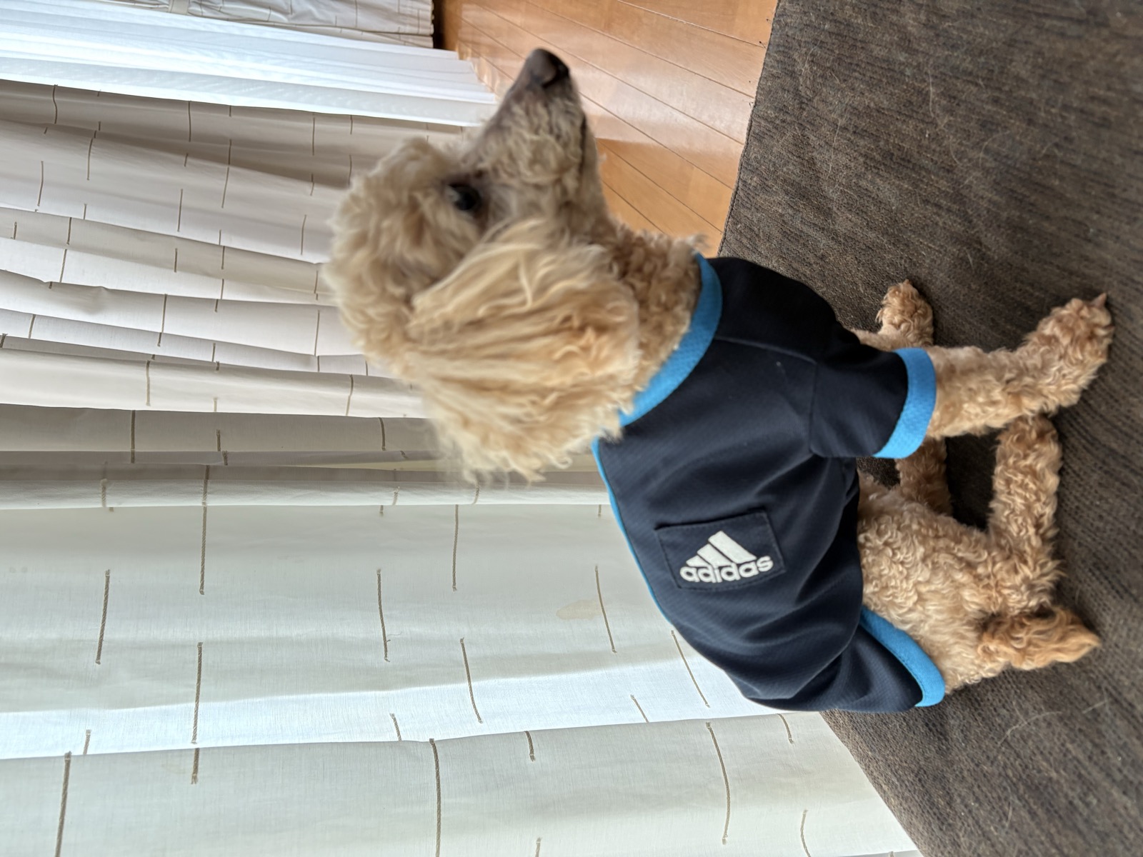 Adidas ジャージ リメイク トイプードル