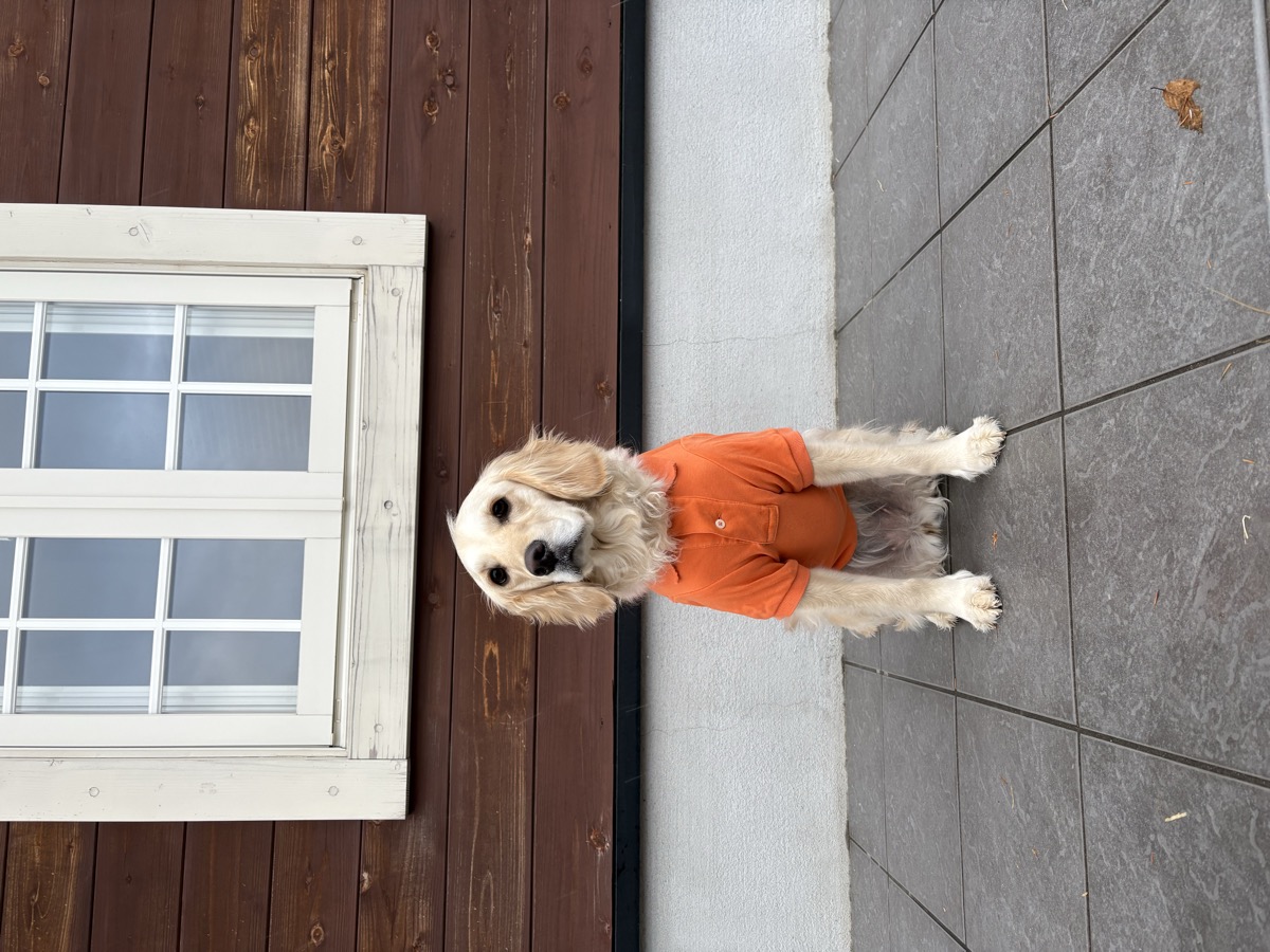 Polo Ralph Lauren ポロシャツ 木造建築 ゴールデンレトリーバー